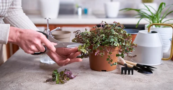 podar as platas do jardim 600x314 1