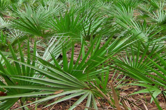 Saw Palmetto: Para Que Serve, Benefícios, Como Usar e Efeitos Colaterais 7 Saw palmetto